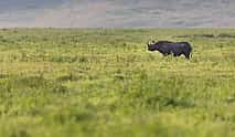 Foto 4 Excursión de un día al cráter del Ngorongoro desde Arusha