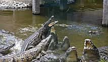 Foto 3 Ganztägiger Ausflug in den mystischen Süden mit Besuch des Krokodilparks