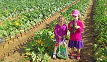Photo 4 Fruit and Vegetables Picking in Paris. Gastronomic Private Tour