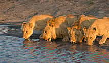 Photo 4 For Couples: Private Jeep Safari in Game Reserve