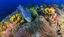 صورة 4 Garajau Marine Reserve Diving Experience