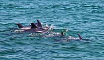 รูปภาพ 4 Dolphin Watching from Lisbon