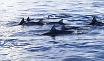 Photo 3 Boat Trip to Benitier island with Lunch