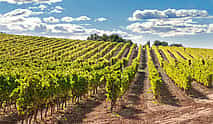 Photo 3 Jean Leon Wine Cellar, Montserrat and Sitges Guided Day Tour from Barcelona