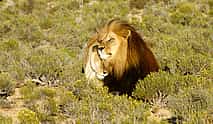 Photo 3 Exclusive Romantic Overnight Stay with Safaris for Couples at Ambassador Chalet