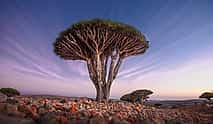 Photo 4 8 Days in Socotra Island