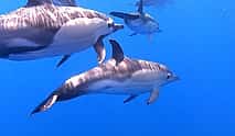 Foto 4 Madeira: Dolphin Watching