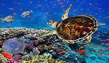 Photo 3 White Island and Ras Mohammed National Park Snorkeling Boat Trip