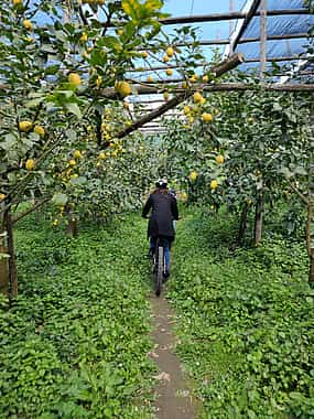 Photo 1 E-bike Tour in Sorrento with Limoncello Tasting