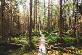 Foto 1 El secreto mejor guardado de Helsinki. Mágica excursión por el bosque de Taiga