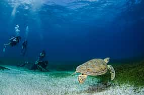 Photo 1 Papagayo Bay Diving