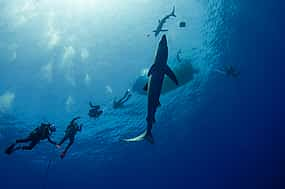 Foto 1 8 días de buceo en las Azores