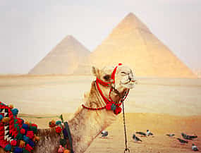 Φωτογραφία 1 Giza Pyramids with Camel Ride