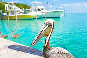 Foto 1 Excursión de un día en Cayo Hueso con paseo en barco y barra libre gratuita