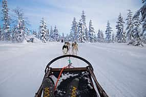 Photo 1 Dog Sledding Tour