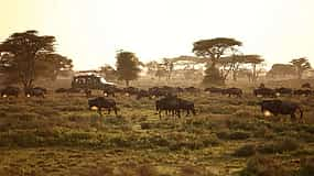 Photo 1 4-day Spectacular Serengeti Migration Safari