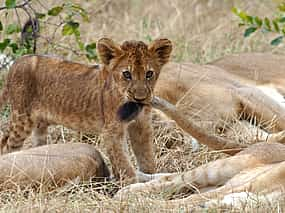 Foto 1 Safari de 2 días a la Reserva de Caza Selous desde Zanzíbar o Dar es salaam