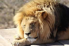 Φωτογραφία 1 For Couples: Private Sunset Safari at Aquila Game Reserve