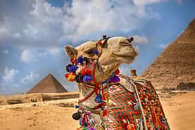 Photo 1 Camel Ride Tour around the Pyramids