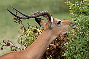 Foto 1 Excursión de un día al Parque Nacional de Selous desde Zanzíbar o Dar es Salaam