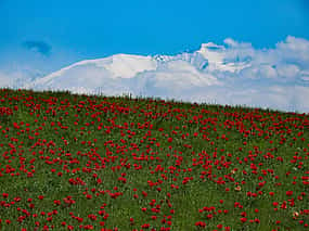 Photo 1 Aksu-Zhabagly Nature Reserve 4-day Tour