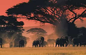 Photo 1 South Luangwa Private Night Safari