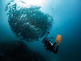 Foto 1 Garajau Marine Reserve Diving Experience