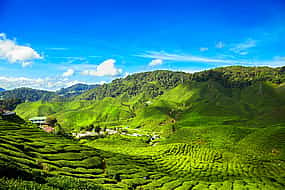 Foto 1 Cameron Highlands Tour