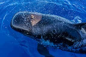 Photo 1 Tenerife: Luxury Opera 60 Whale and Dolphin Watching Experience
