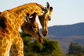 Photo 1 Inverdorn Game Reserve: Private 2-day Safari with Luxury Ambassador Suite Overnight