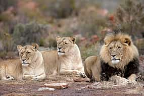 Фото 1 Раннее утреннее сафари в заповеднике Aquila Game Reserve