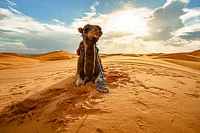 Photo 1 Evening Desert Safari by Bus in Abu Dhabi