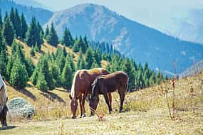 Foto 1 Reiten Tagestour nach Alma - Arasan Schlucht