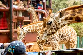 Foto 1 Excursión de un día al Centro de Jirafas, Orfanato de Elefantes y Bomas de Kenia desde Nairobi