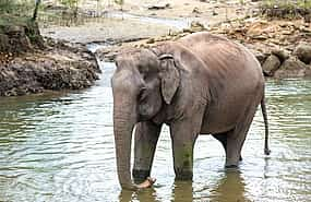 Photo 1 Khao Sok River Rafting with Elephant Sanctuary and Lunch