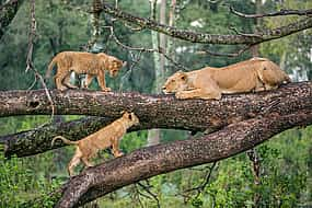 Photo 1 Lake Manyara National Park Full-day Tour