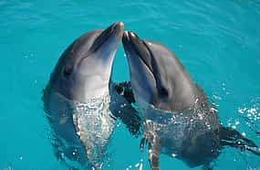 Photo 1 Dolphin Watching Boat Tour in Sesimbra with Wine Tasting