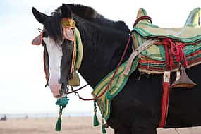 Foto 1 Horse Ride in Agadir