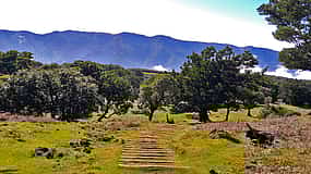 Foto 1 Fanal and Assobiadores Full-day Walking Tour