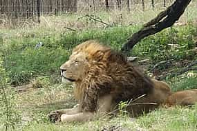 Photo 1 Half-day Lion and Safari Park Tour