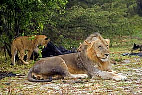 Photo 1 2-Day Tour to Mikumi Safari from  Dar es Salaam