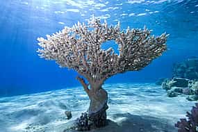 Φωτογραφία 1 White Island and Ras Mohammed National Park Snorkeling Boat Trip