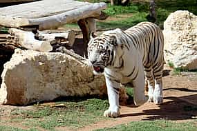 照片 1 Safari Park Tour mit Tickets