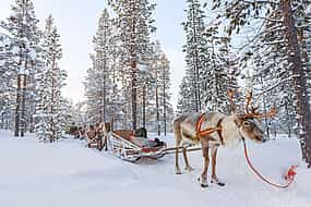 Photo 1 Arctic Skies – Evening Reindeer Safari