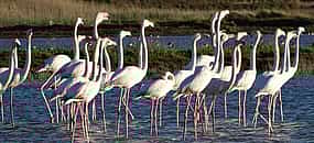Photo 1 Estuary Birdwatching Boat Tour