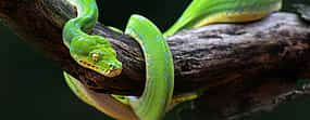 Photo 1 Meserani Snake Park Walking Tour from Arusha