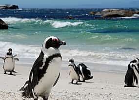 Photo 1 Cape of Good Hope and  Penguins Small Group Tour