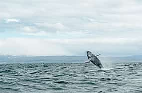 Photo 1 Húsavík Original Whale Watching