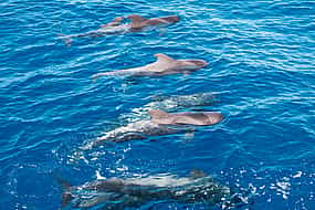 Photo 1 Whale Watching Catamaran in Costa Adeje