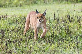 Photo 1 Full-day Ngorongoro Crater Tour